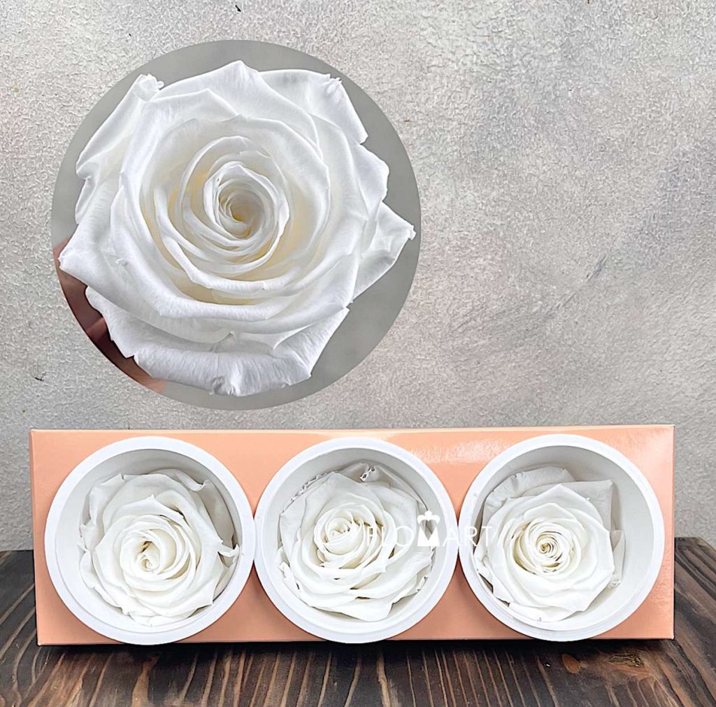 Rosa PR Monalisa x3 Ivory