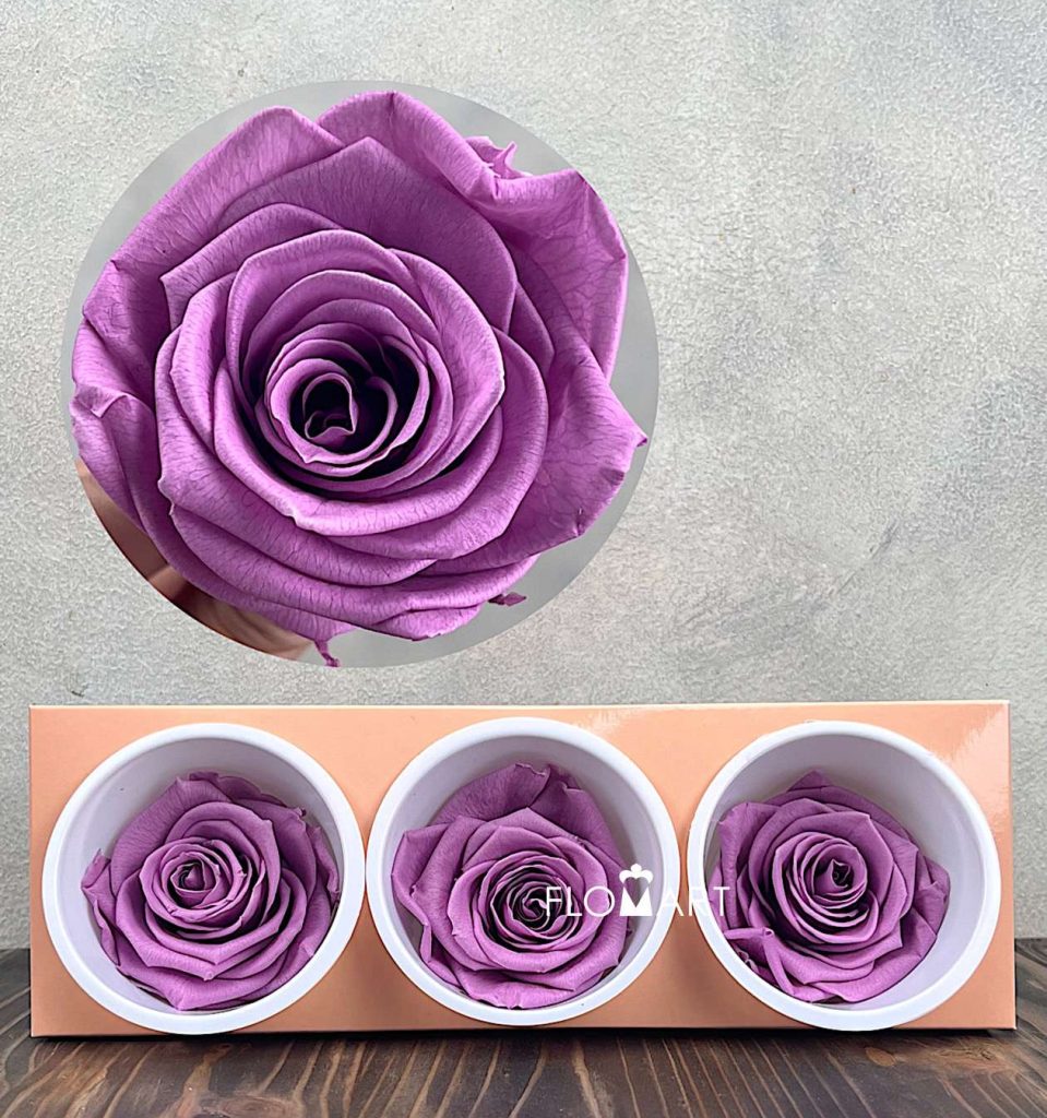 Rosa PR Monalisa x3 Lilac