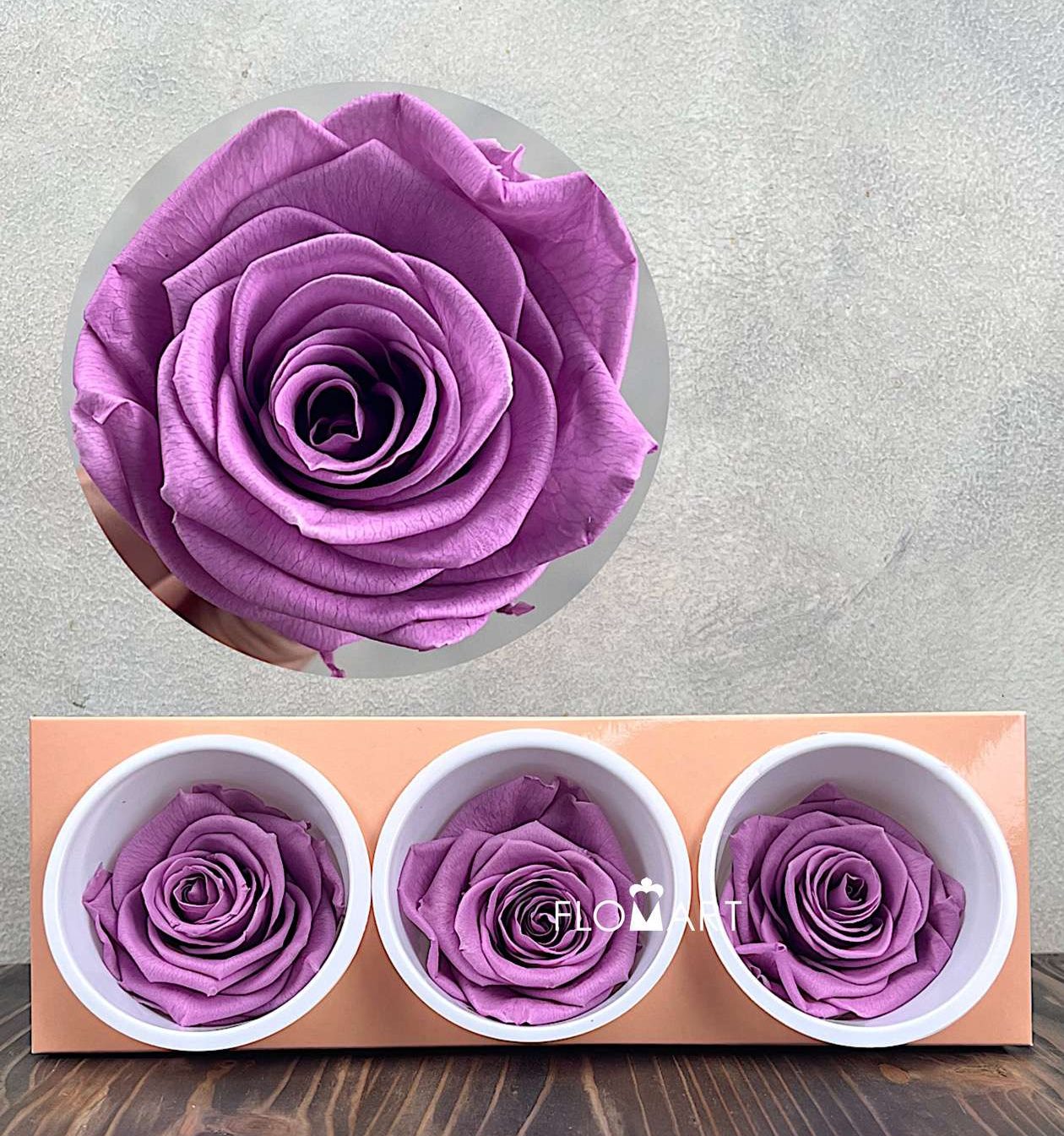 Rosa PR Monalisa x3 Lilac - Image 1