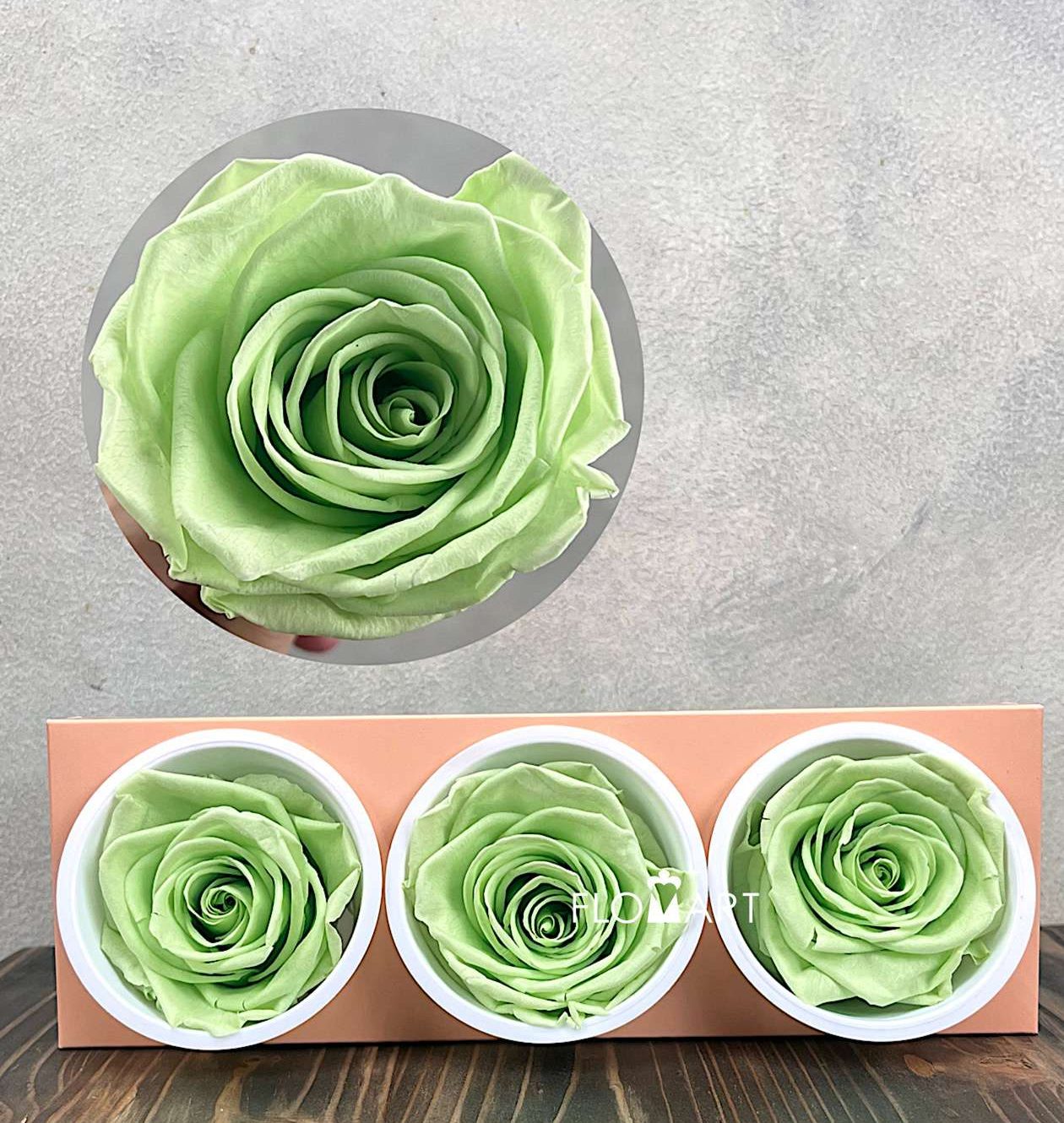 Rosa PR Monalisa x3 Lime Green - Image 1