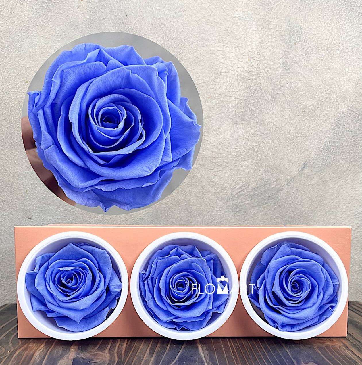 Rosa PR Monalisa x3 Marine Blue - Image 1