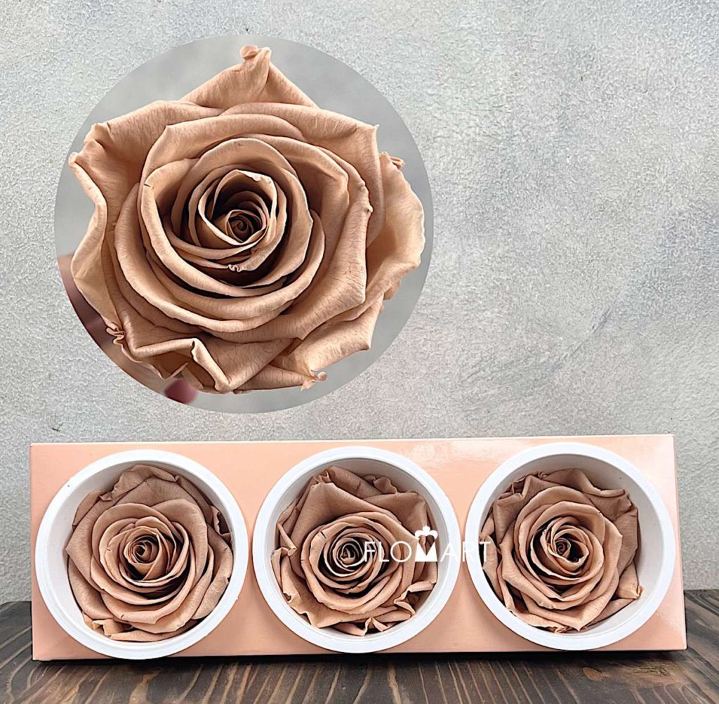 Rosa PR Monalisa x3 Nude