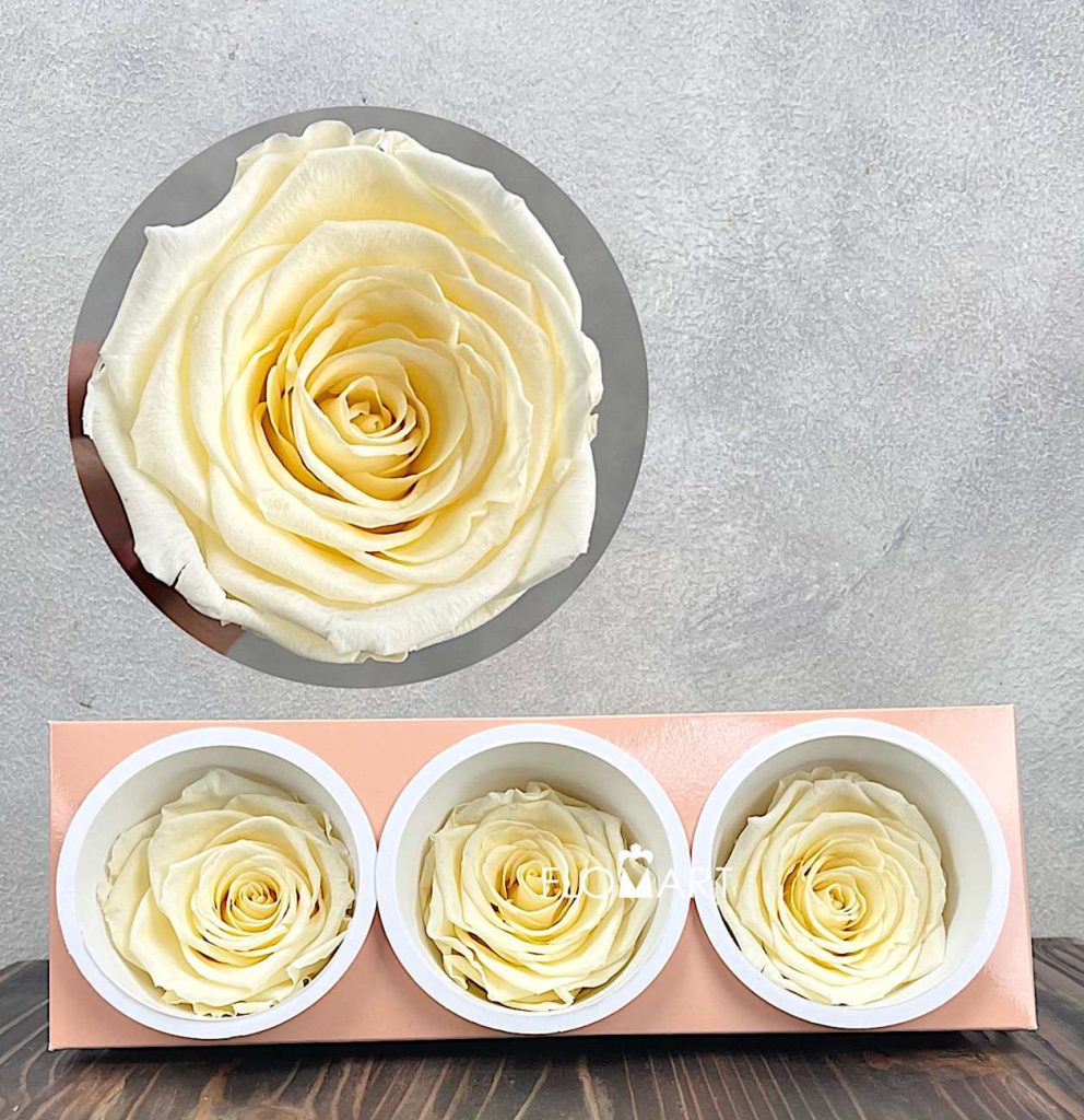 Rosa PR Monalisa x3 Pastel Yellow