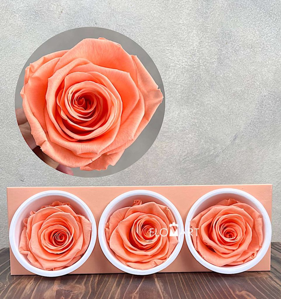 Rosa PR Monalisa x3 Peach