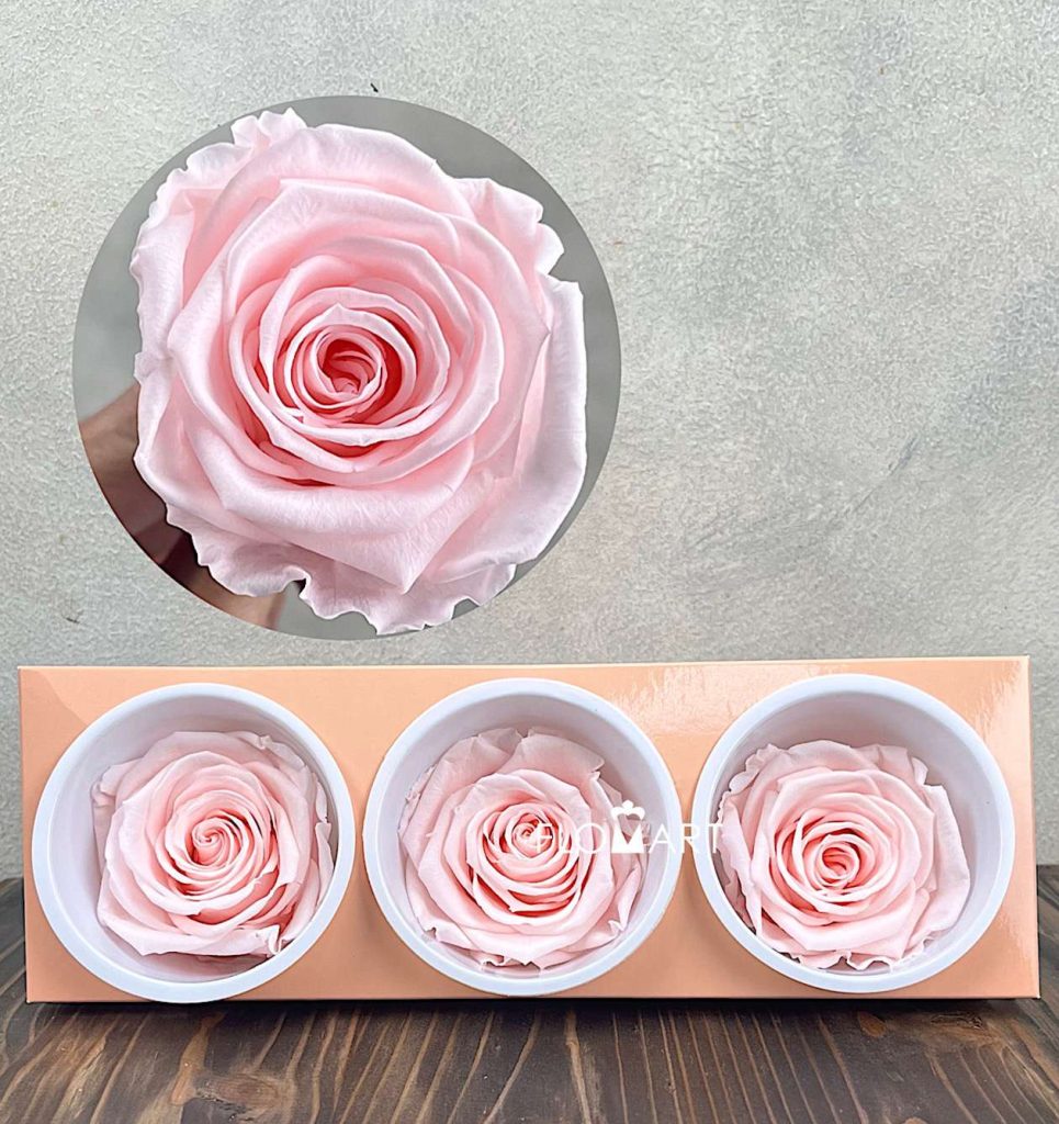 Rosa PR Monalisa x3 Pink Champagne