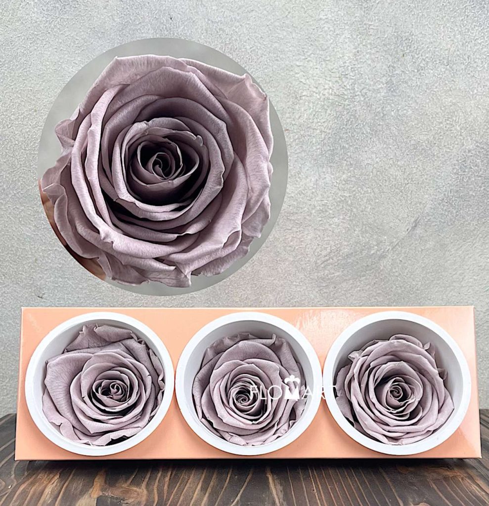 Rosa PR Monalisa x3 Sand Beige