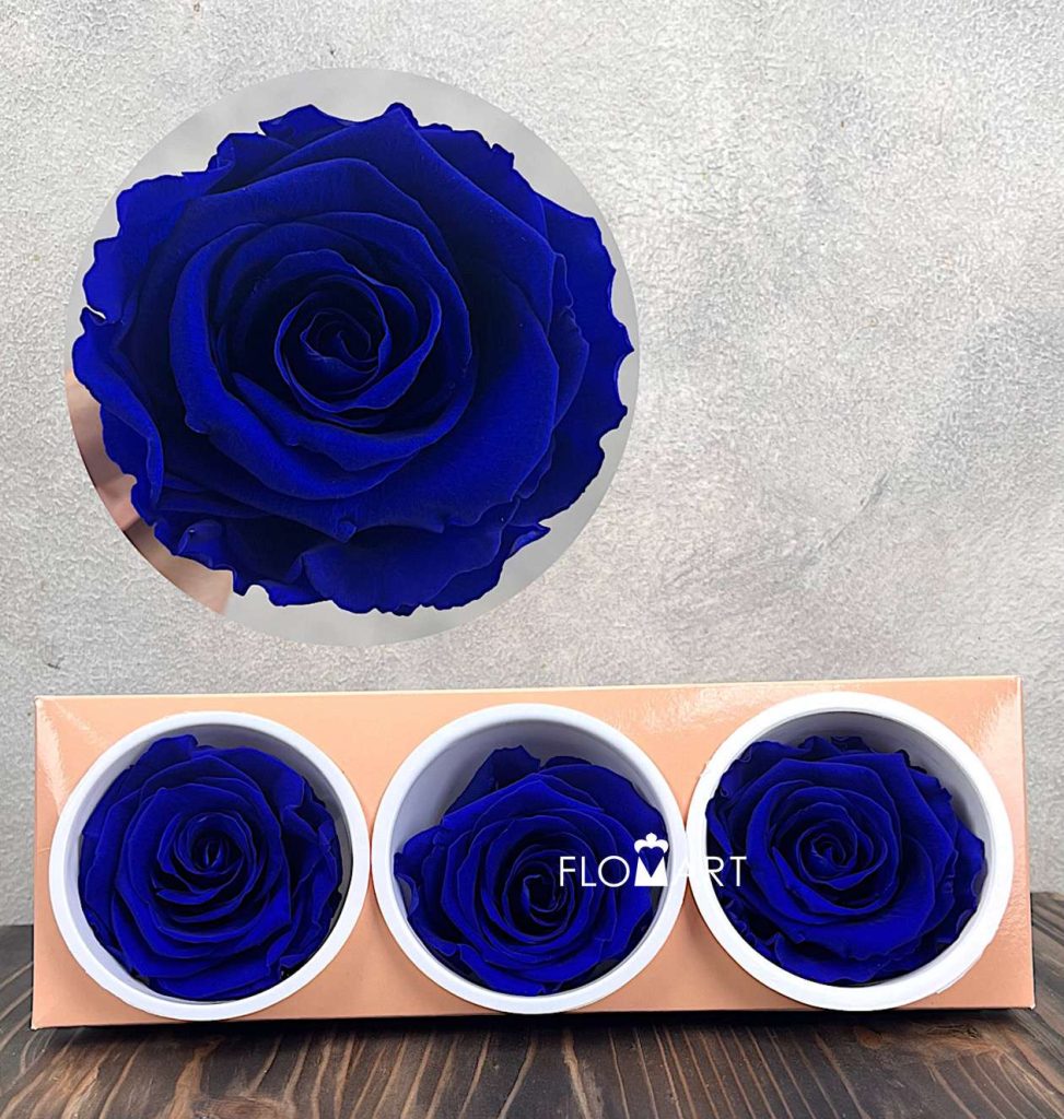 Rosa PR Monalisa x3 Saphire Blue
