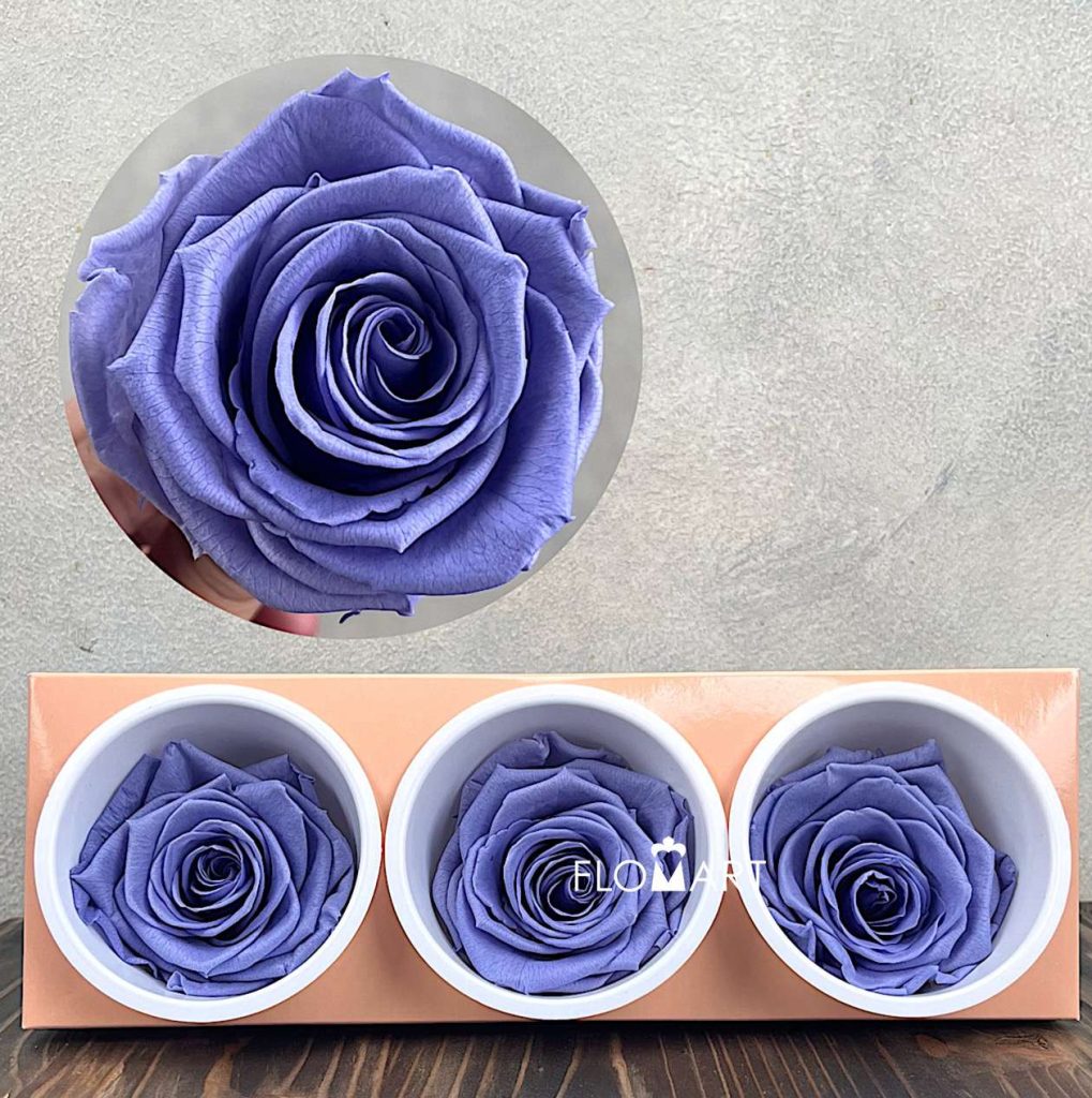 Rosa PR Monalisa x3 Very Grape