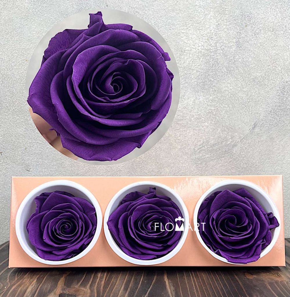 Rosa PR Monalisa x3 Violet