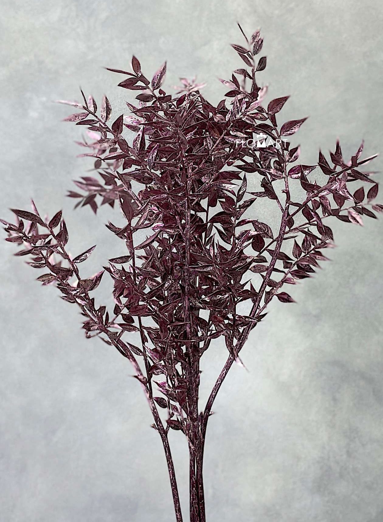 Ruscus Italia Antique Pink - Image 1