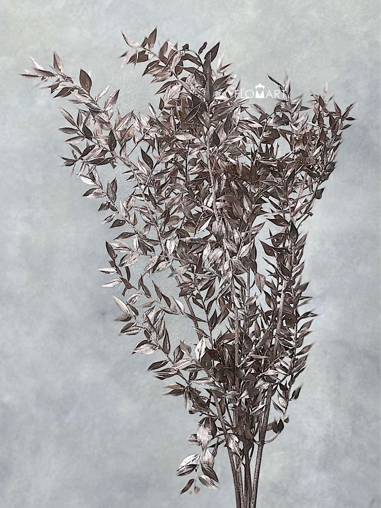 Ruscus Italia Champagne - Image 1