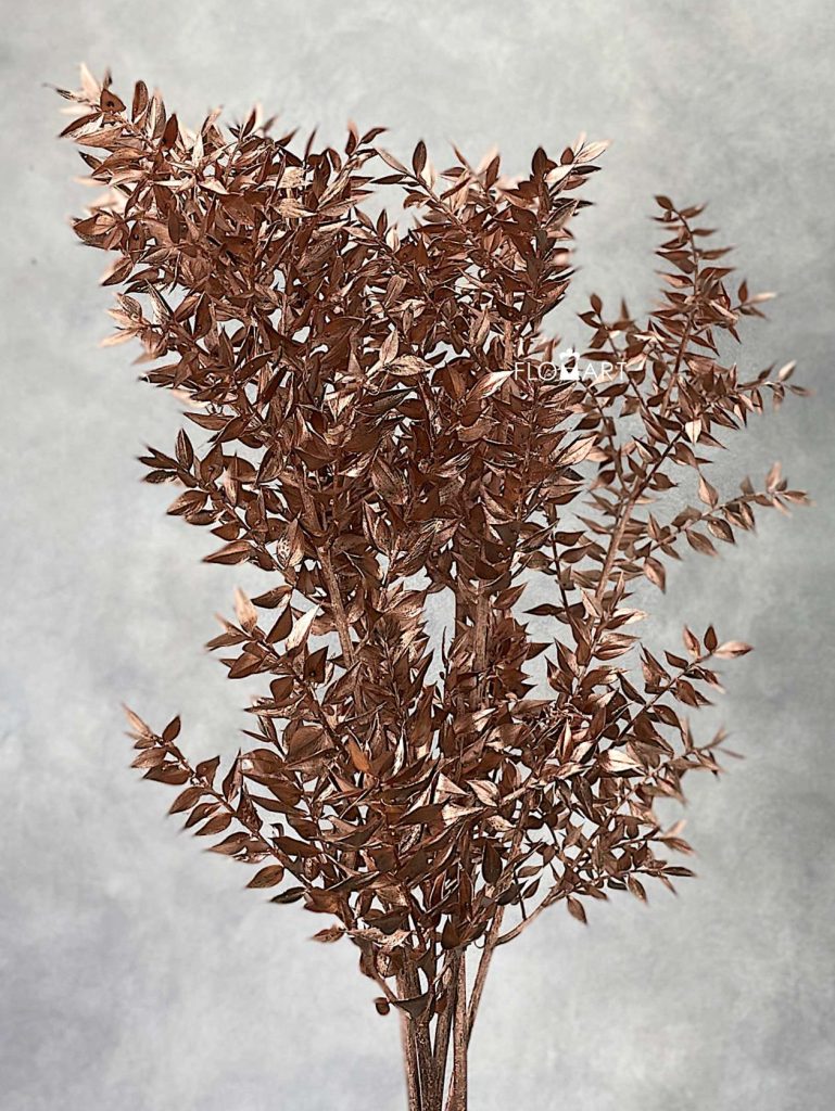 Ruscus Italia Copper