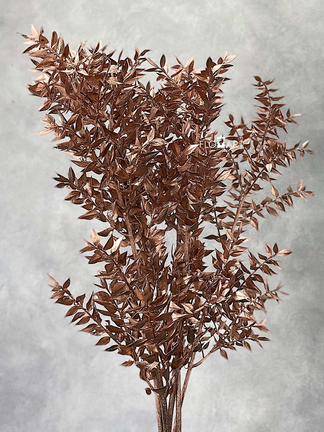 Ruscus Italia Copper - Image 1
