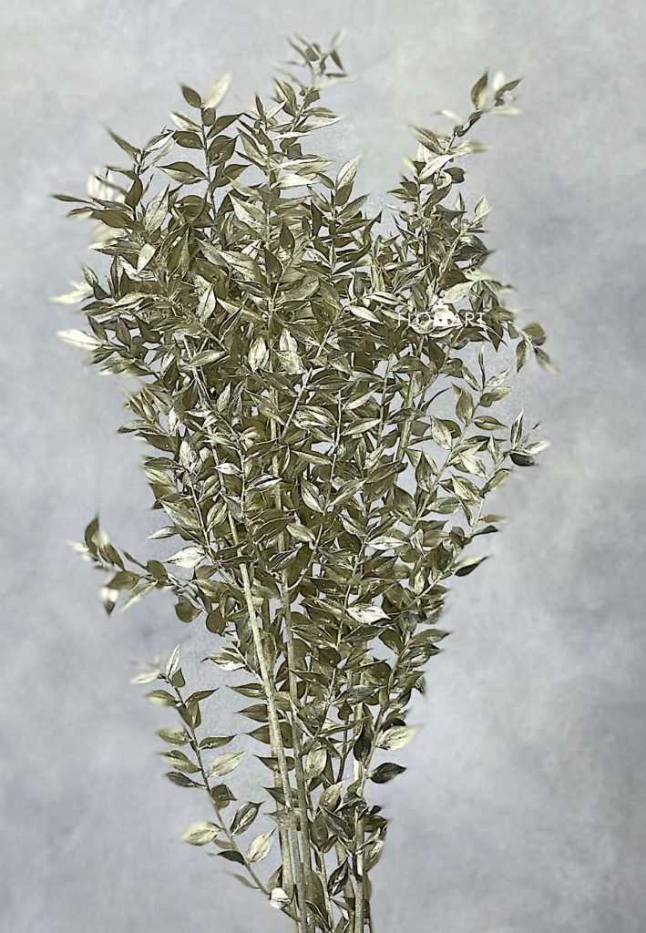 Ruscus Italia Platinum