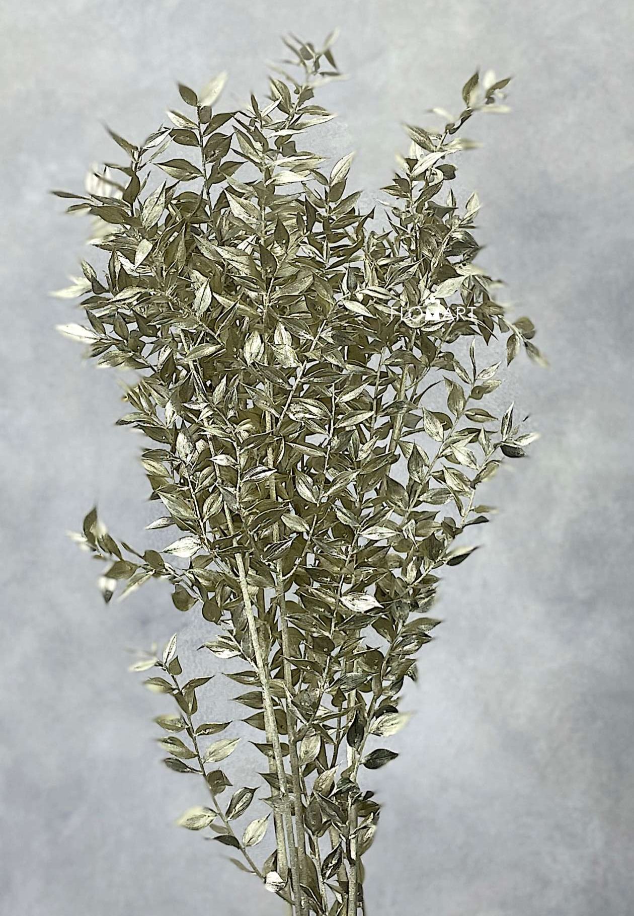 Ruscus Italia Platinum - Image 1