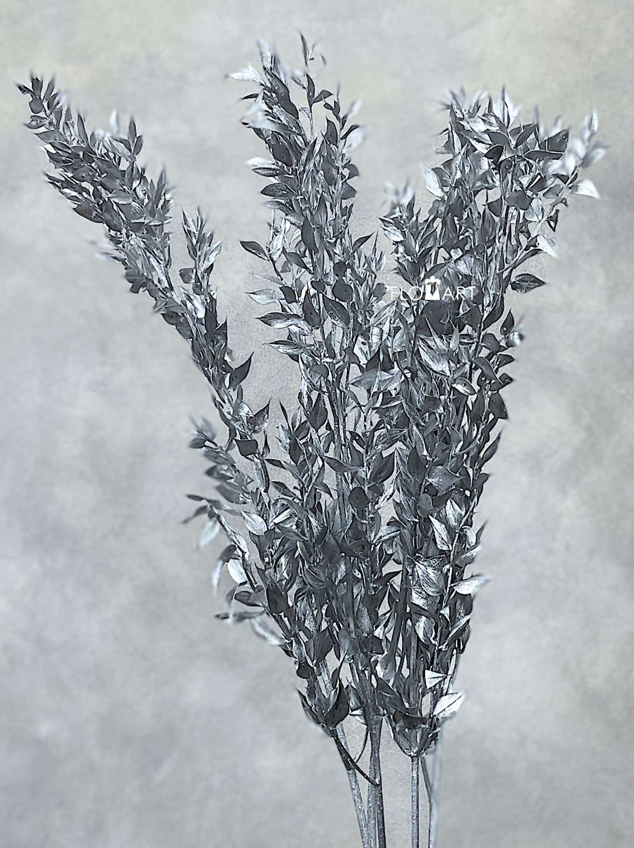 Ruscus Italia Silver - Image 1