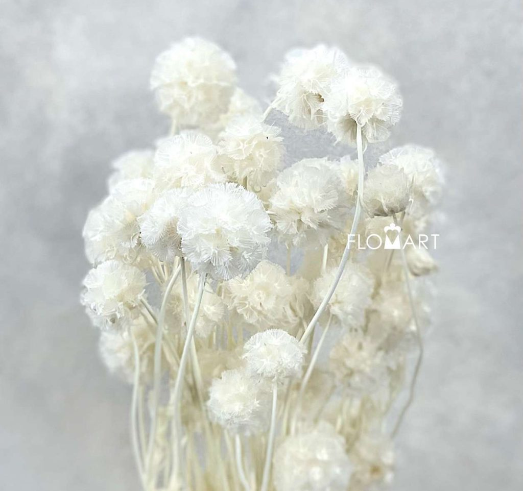 Scabiosa Pods Preserved Bleached White