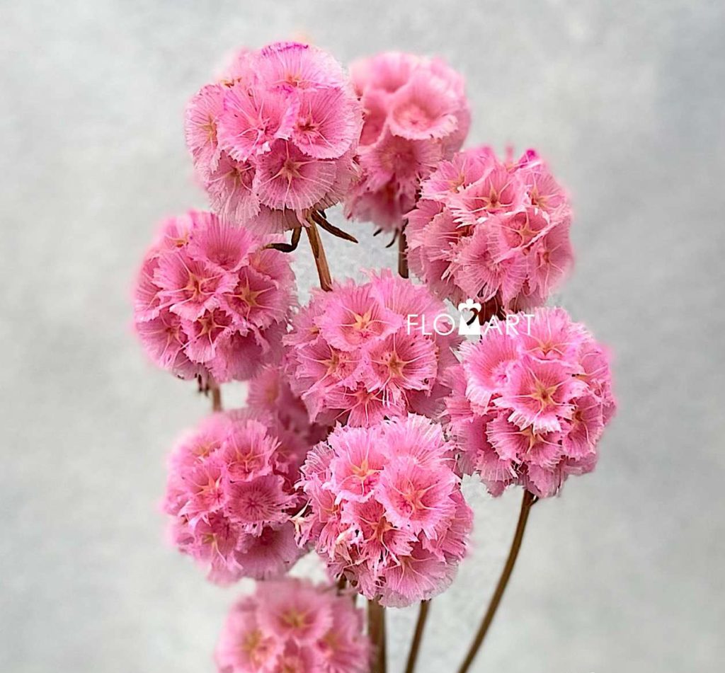 Scabiosa Pods Preserved Pink