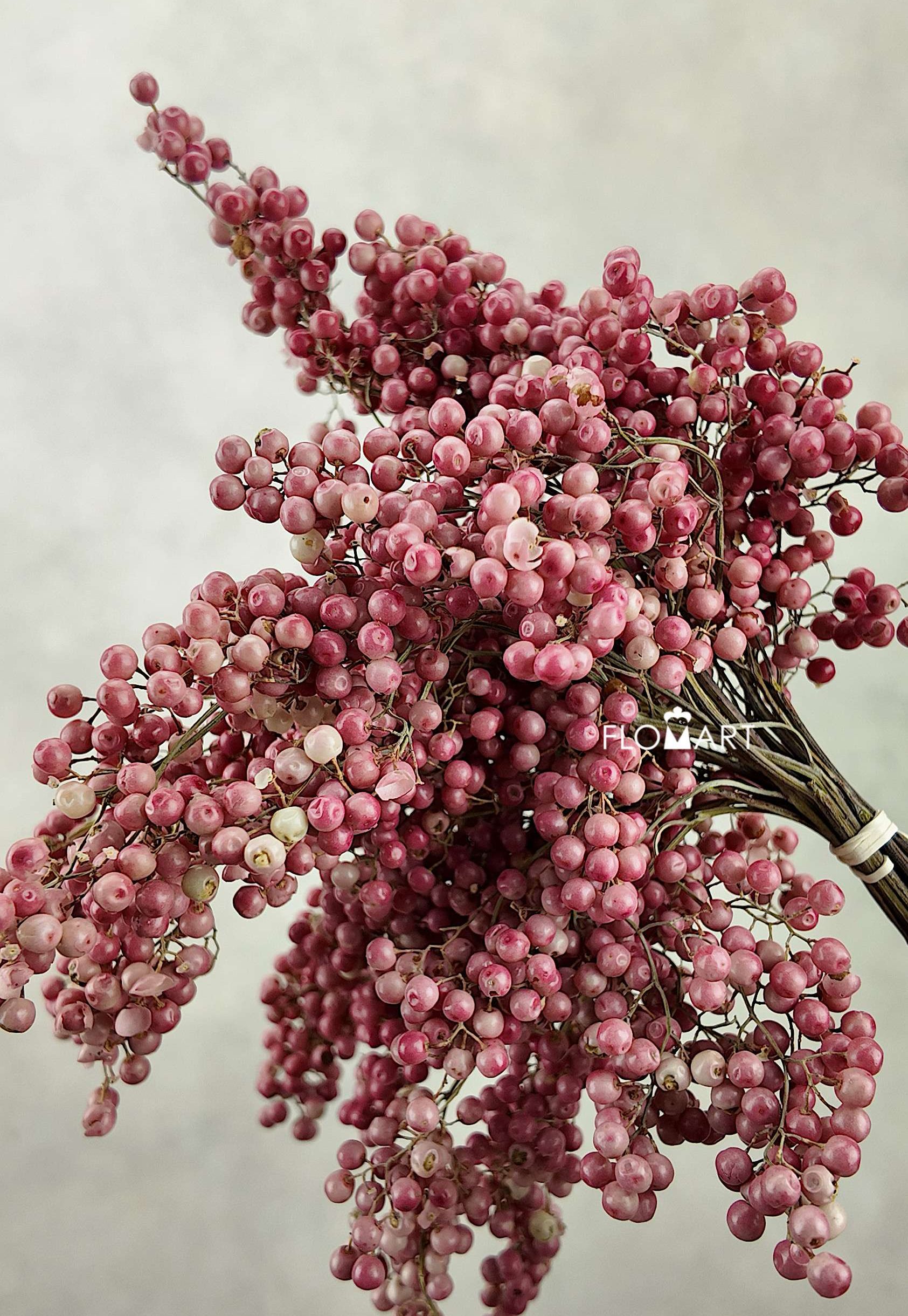Schinus Molle Pink - Image 1