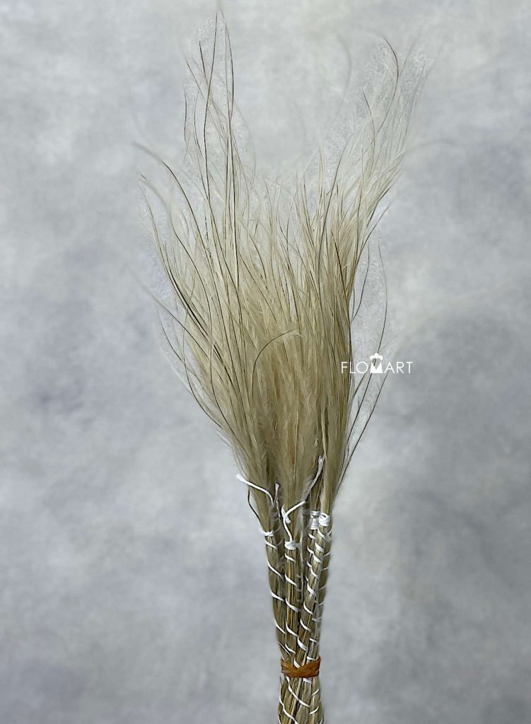 Stypha Penata Toef Natural