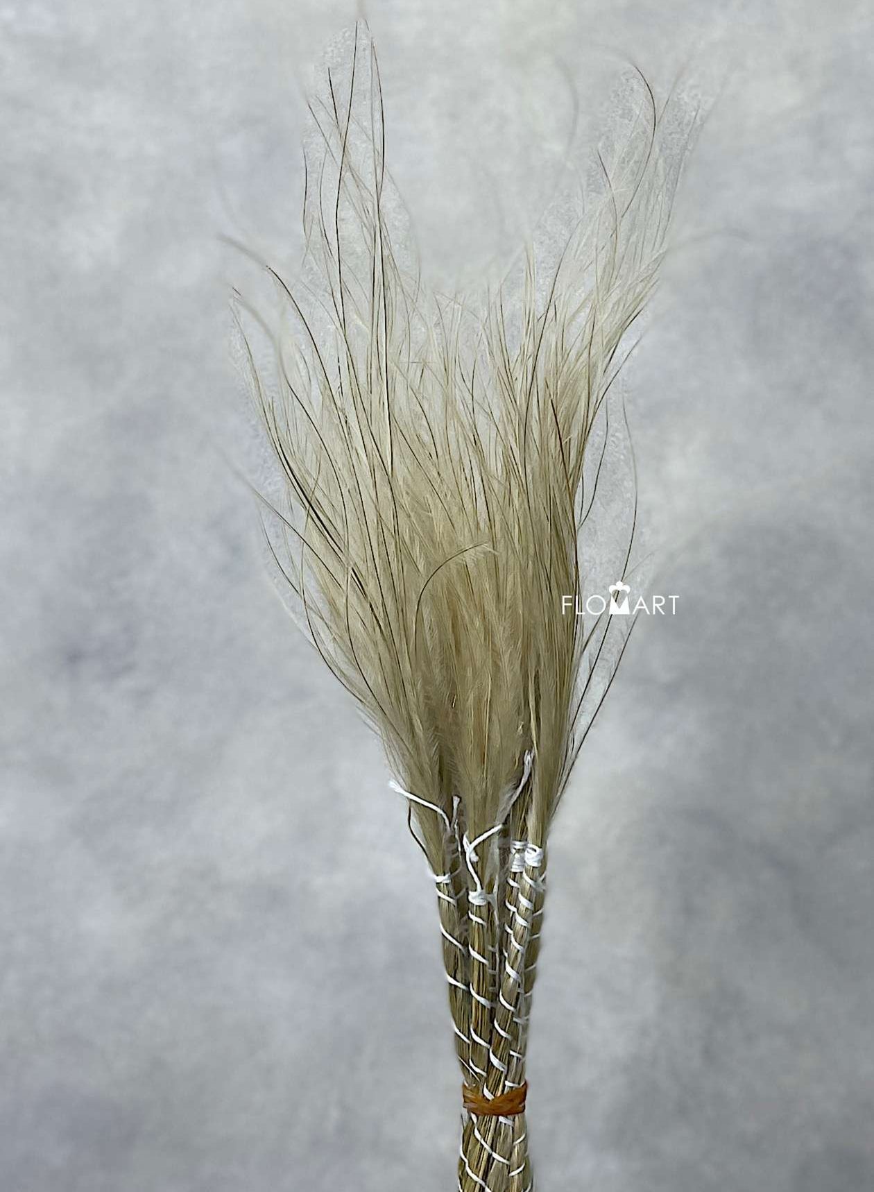 Stypha Penata Toef Natural - Image 1