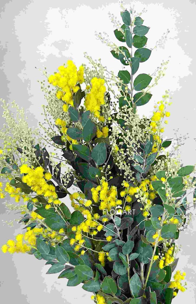 Acacia Farnesiana