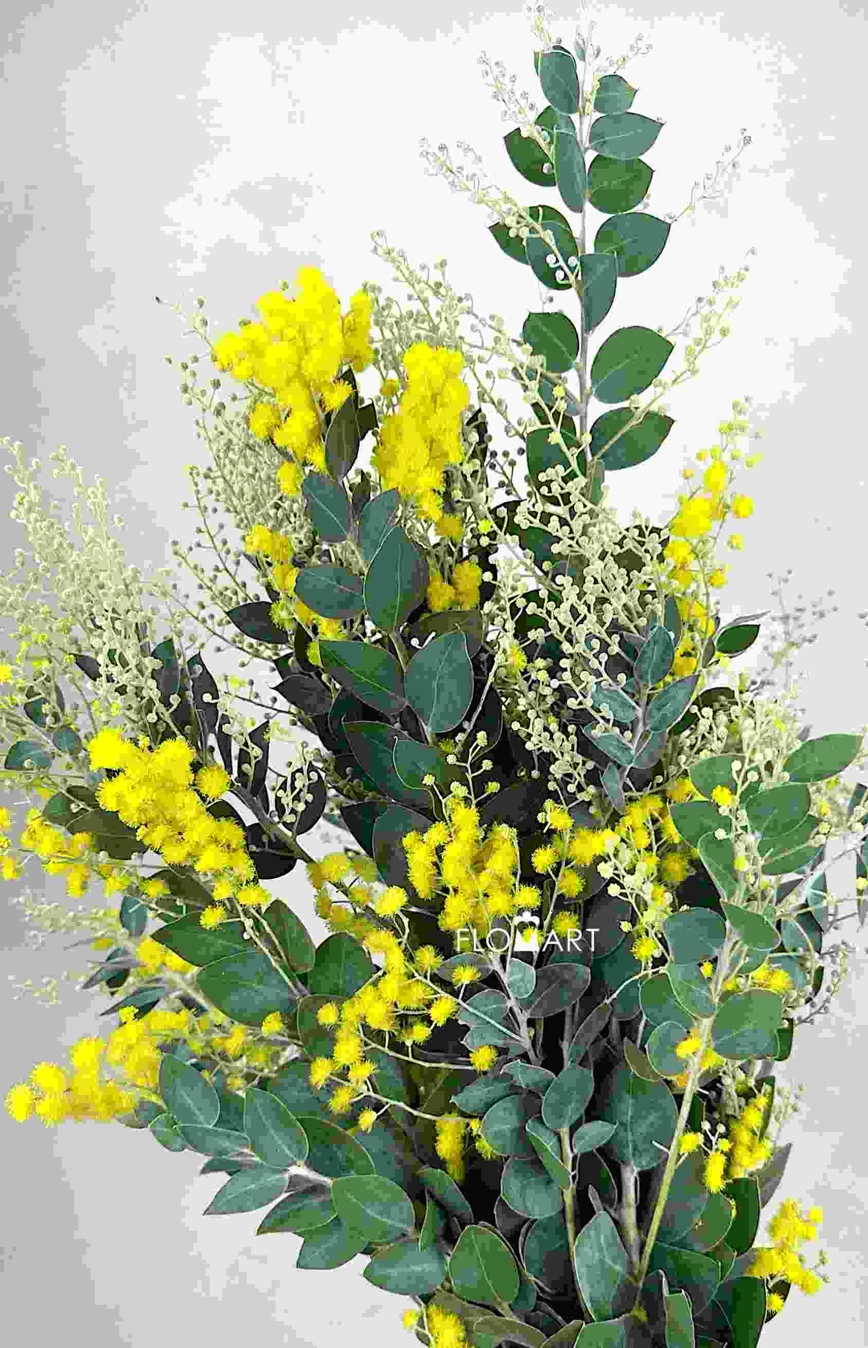 Acacia Farnesiana - Image 1