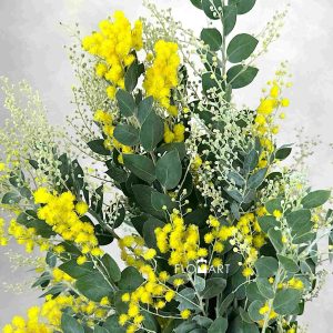 Acacia Farnesiana - Image 2