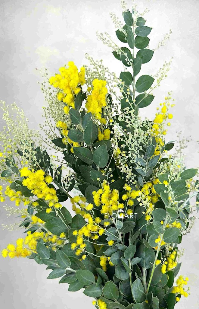 Acacia Farnesiana
