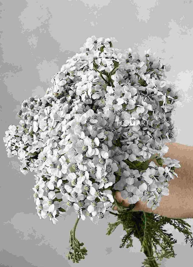 Achillea White Beauty