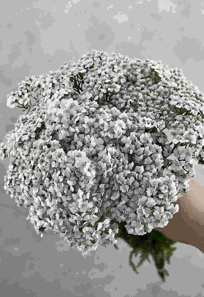 Achillea White Beauty