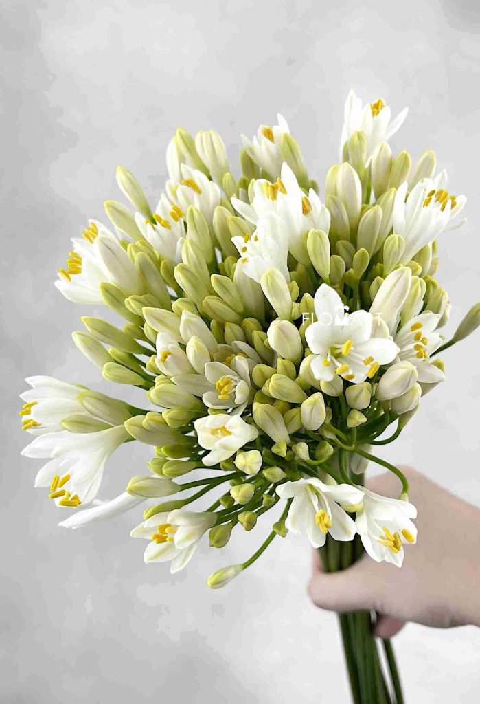 Agapanthus Gletsjer