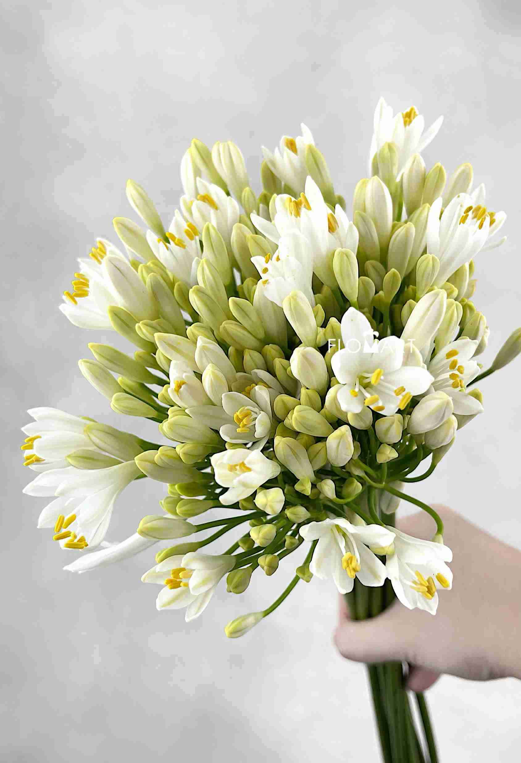 Agapanthus Gletsjer - Image 1