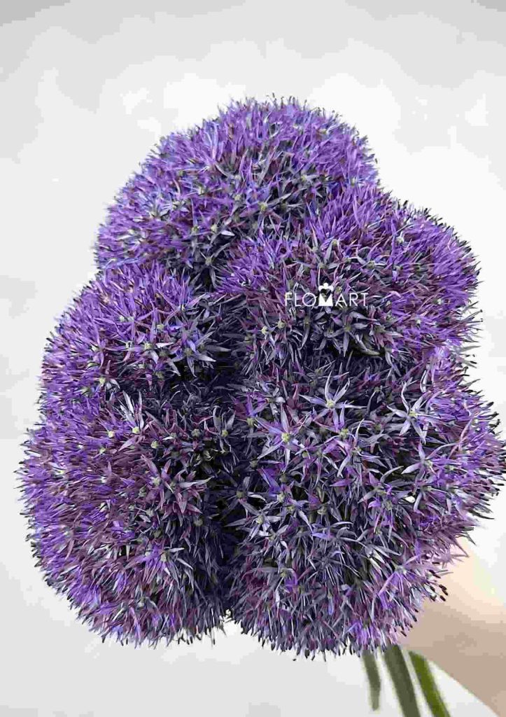 Allium Big Flower