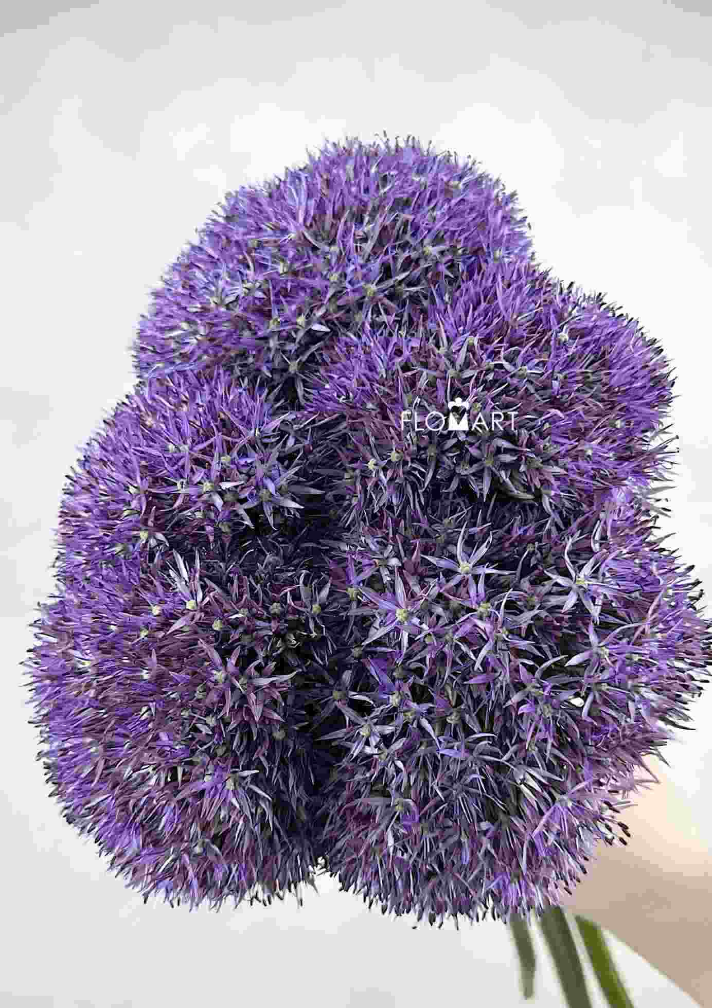 Allium Big Flower - Image 1