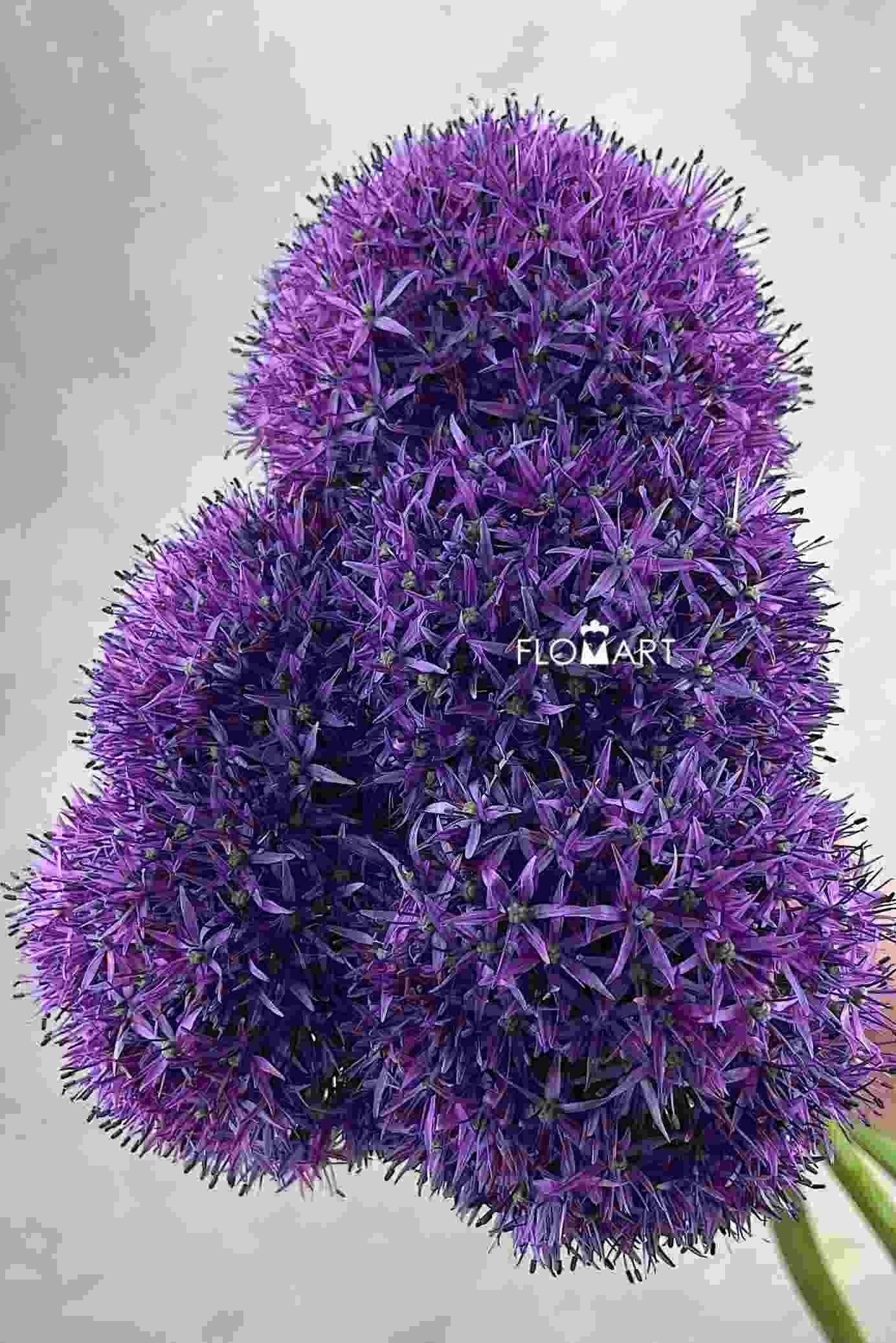 Allium Globe Master - Image 1