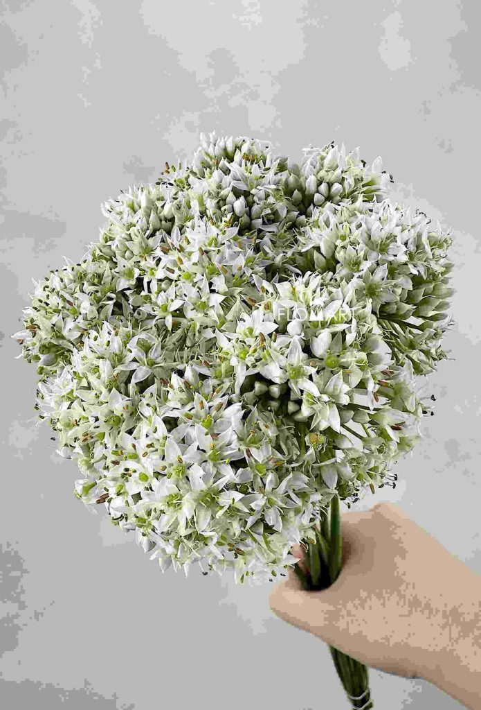 Allium Tuberosum