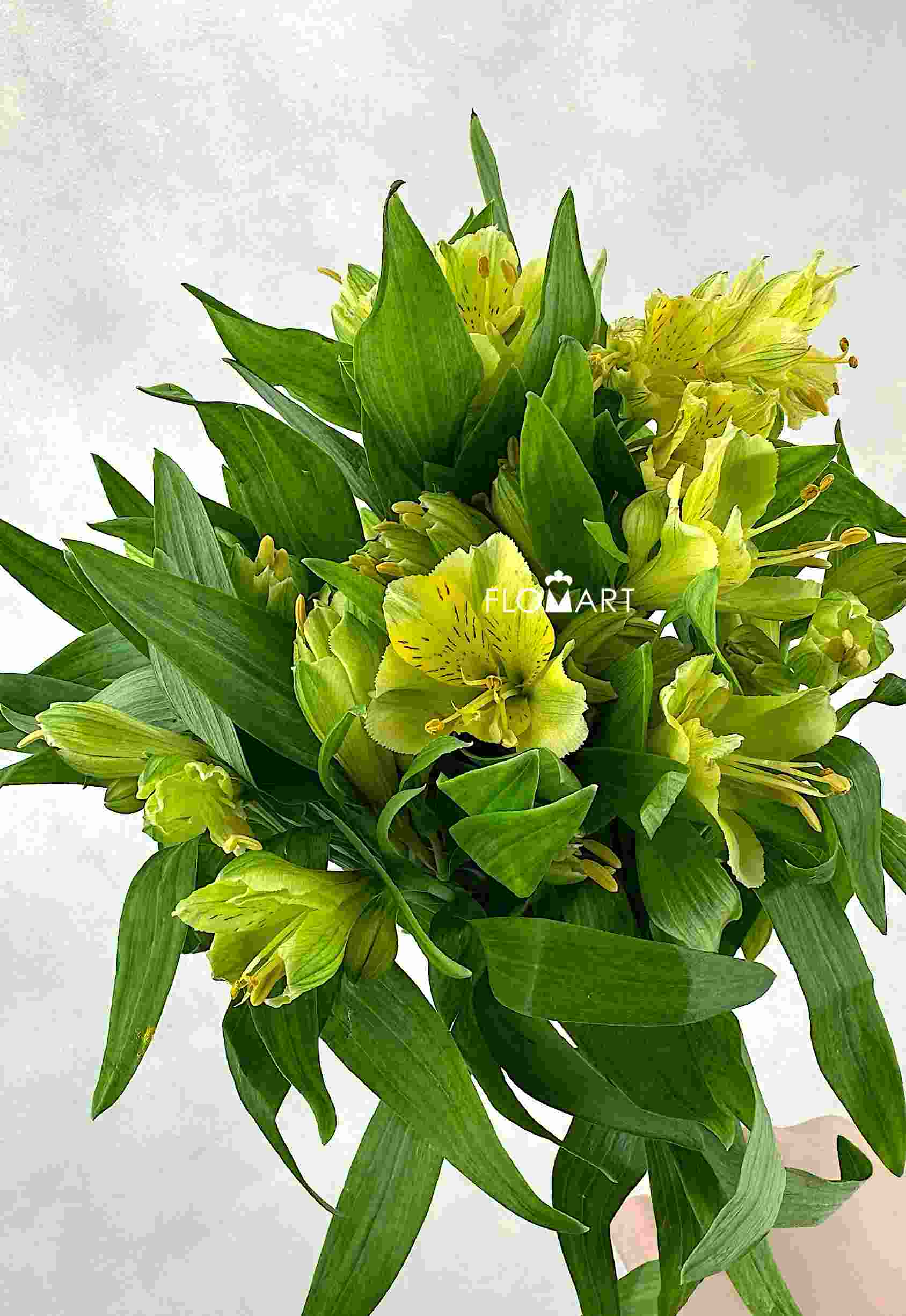 Alstroemeria Yellow - Image 1