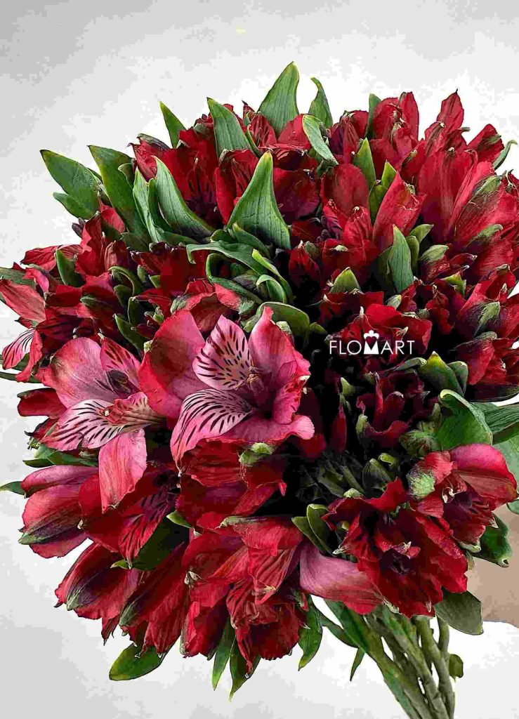 Alstroemeria Nadya