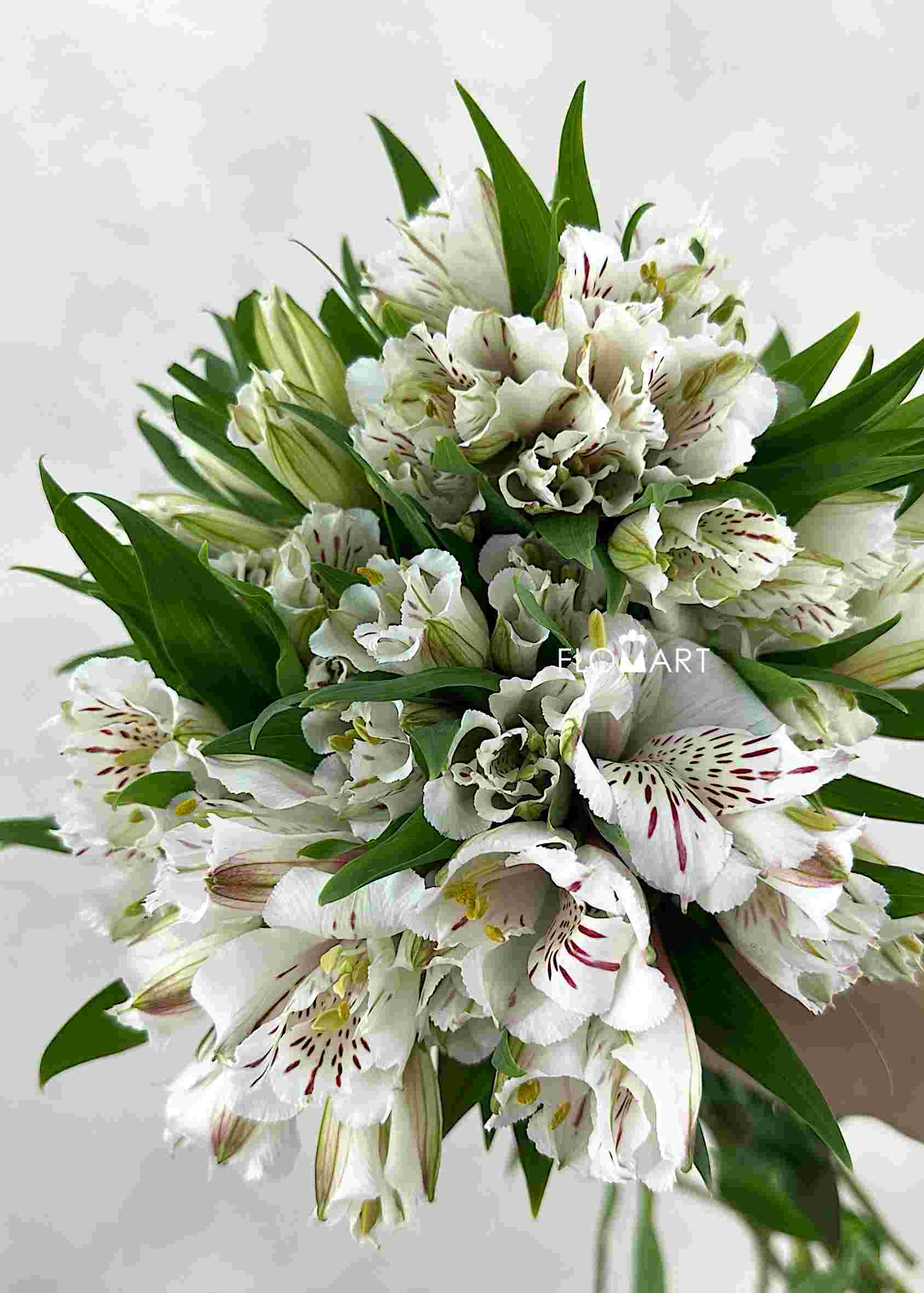Alstroemeria Snowtime - Image 1
