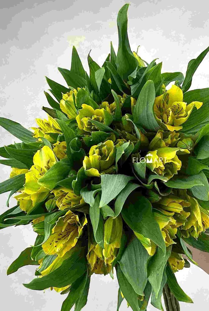 Alstroemeria Super Bella Star