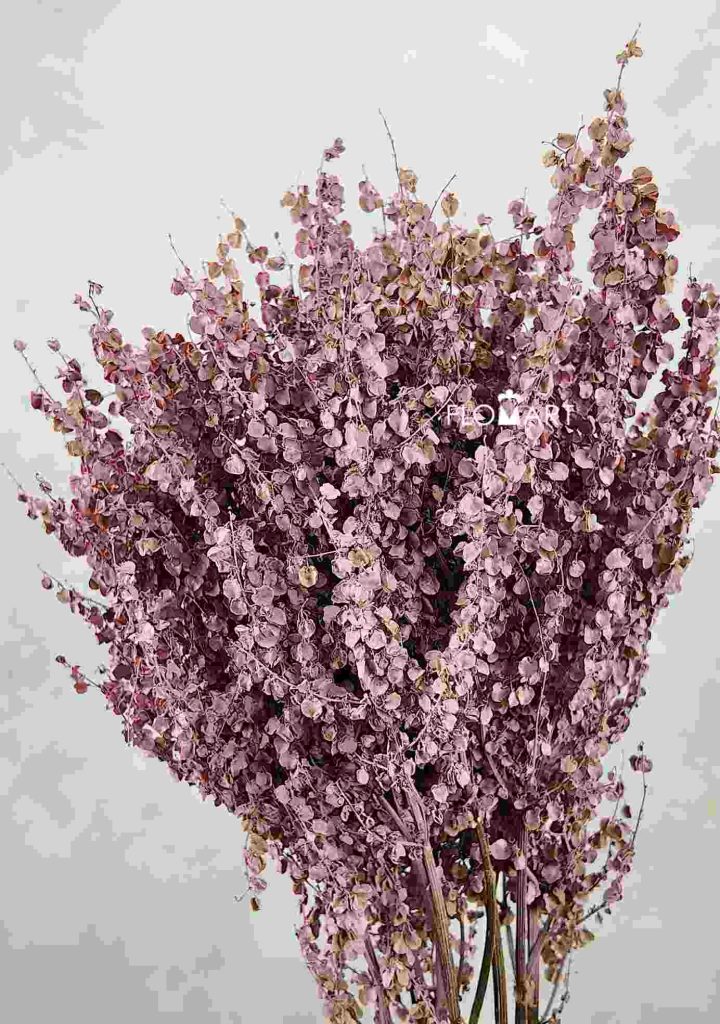 Amaranthus Gimbal Light Pink