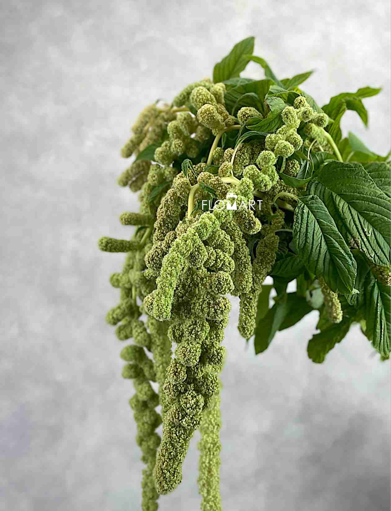 Amaranthus Cycloop Green - Image 1