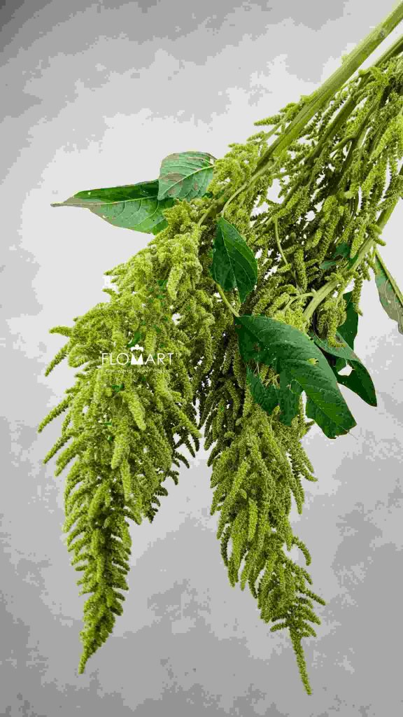 Amaranthus Hot Biscuits Green
