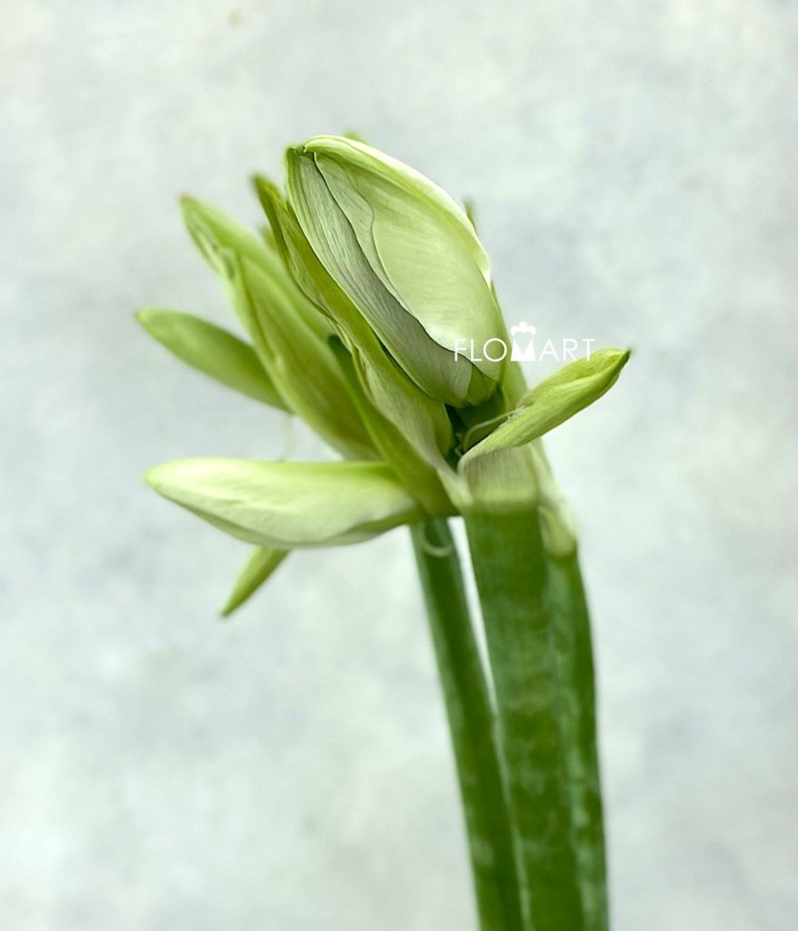 Amaryllis Mont Blanc