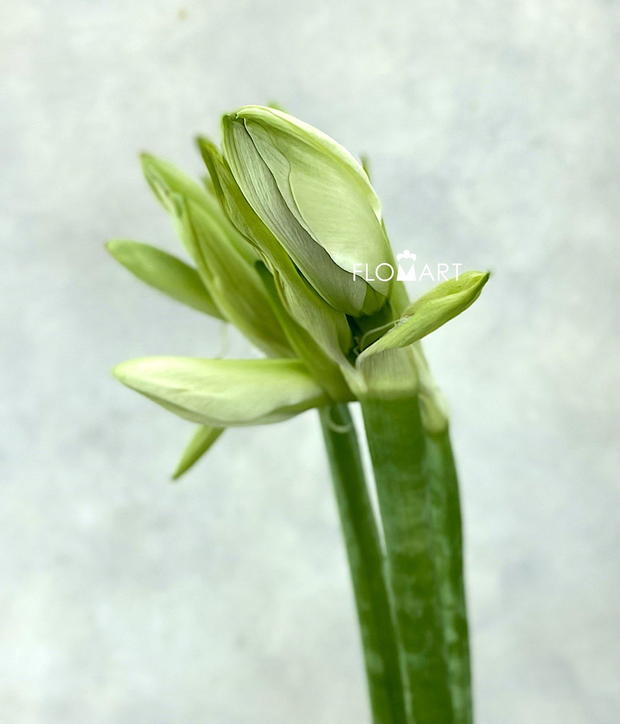 Amaryllis Mont Blanc - Image 1