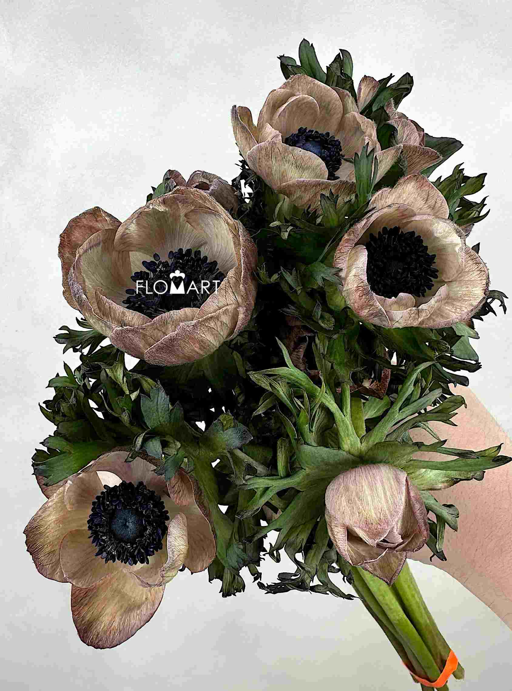 Anemone Dyed Brownie - Image 1