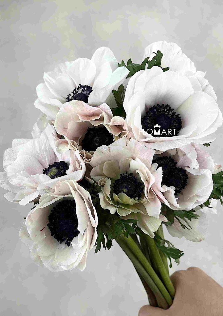 Anemone Mistral Plus Blush