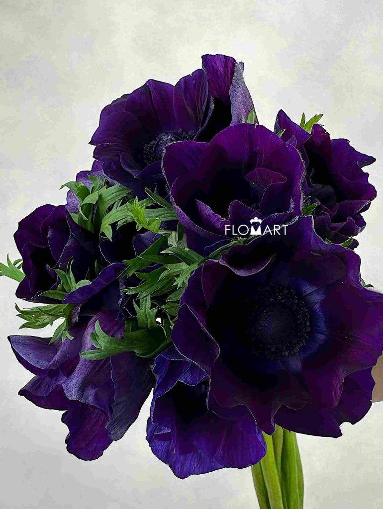 Anemone Mistral Plus Burgundy