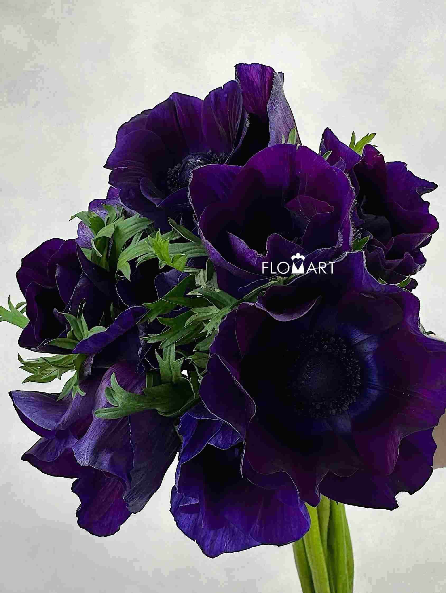Anemone Mistral Plus Burgundy - Image 1